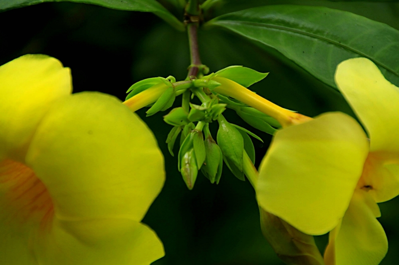 软枝黄婵花图片
