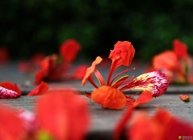 火紅的鳳凰花圖片