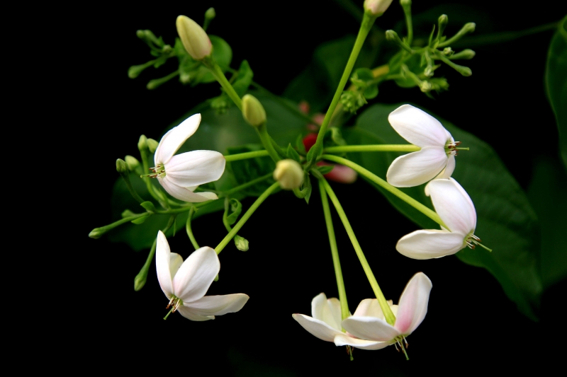 使君子花圖片