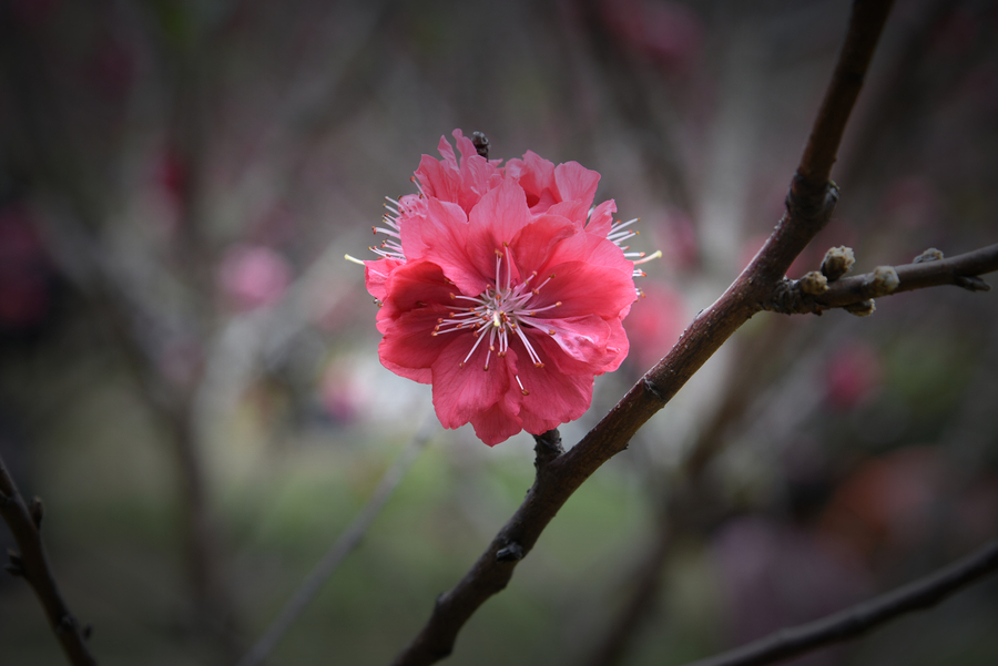 桃花盛开时