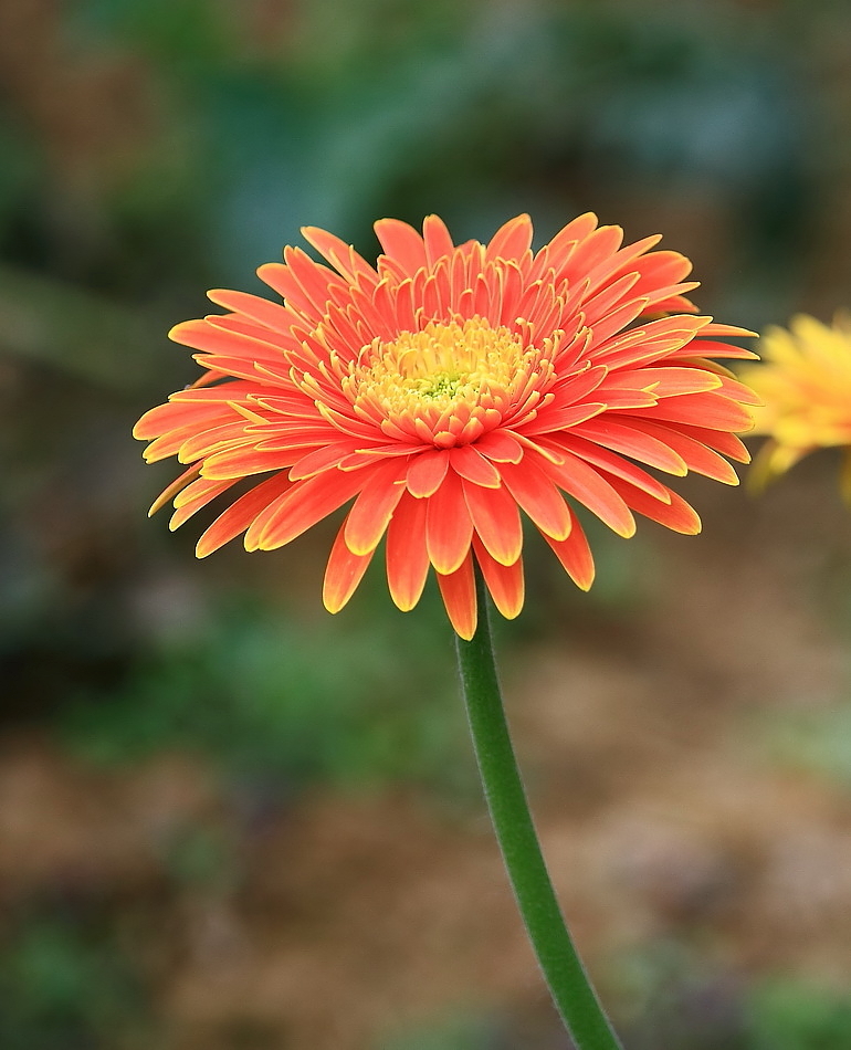 非洲菊賞析組圖