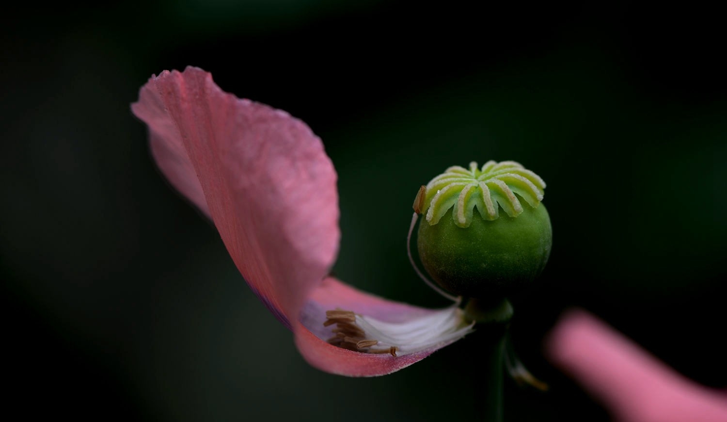 罂粟花蕊图片