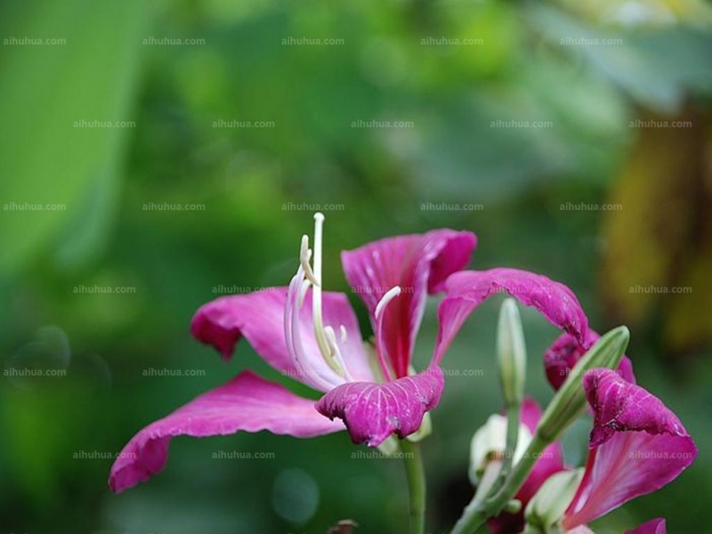 苏木科紫荆花