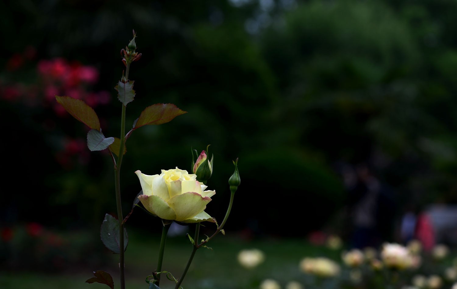 花中的皇后月季花