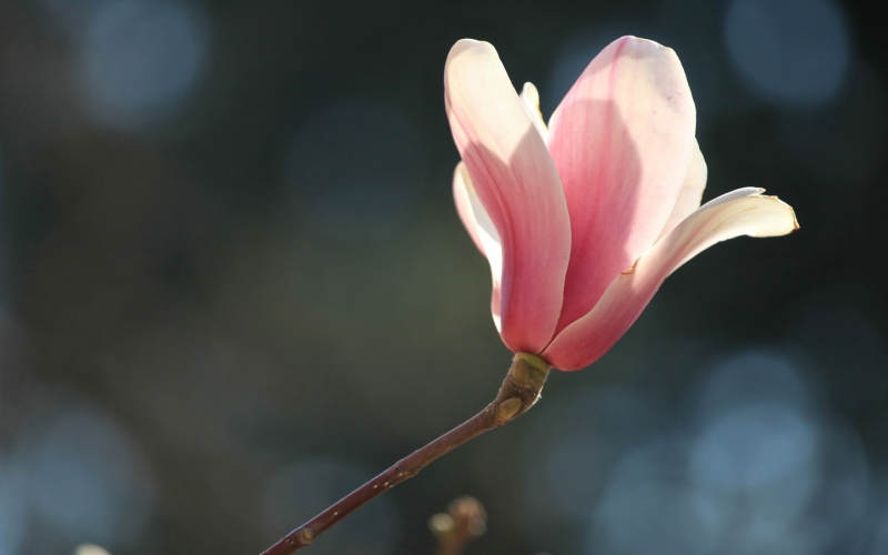 玉蘭花照片