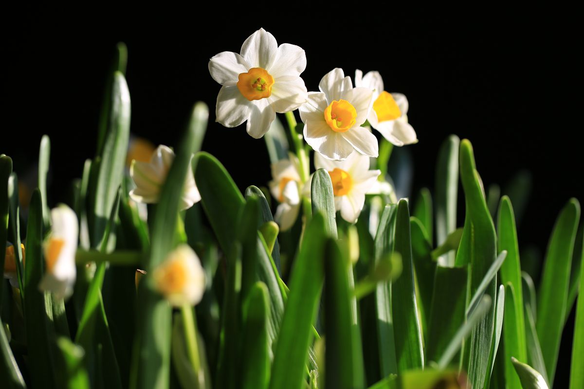 春節(jié)三寶之一的水仙花圖片