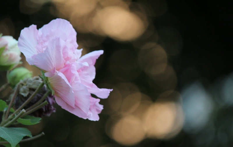 芙蓉花的图片