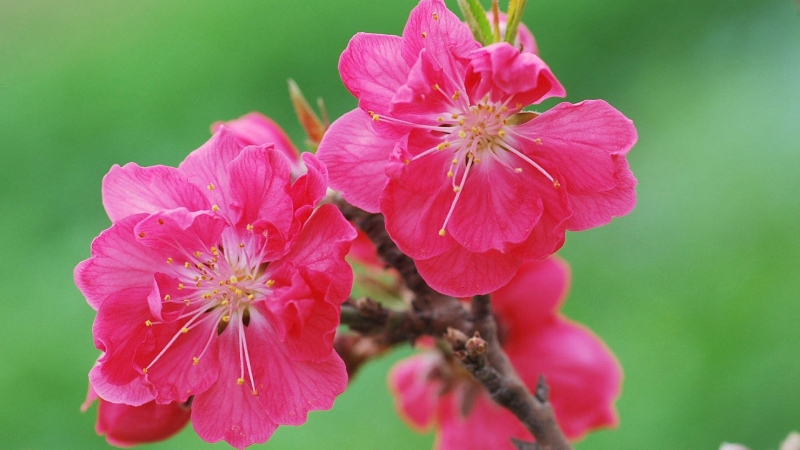 紅色千葉桃花圖片