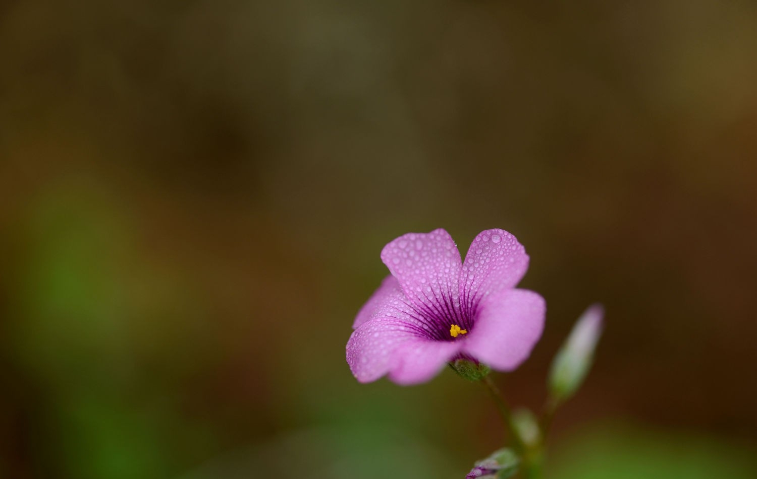 红花酢酱草