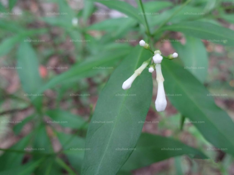 萝芙木图片