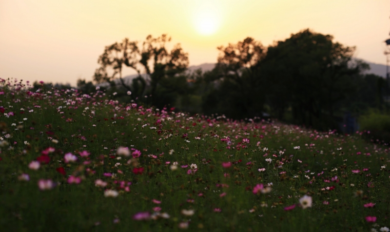 美丽格桑花图片