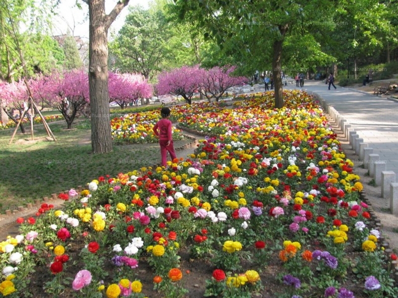 花毛茛图片