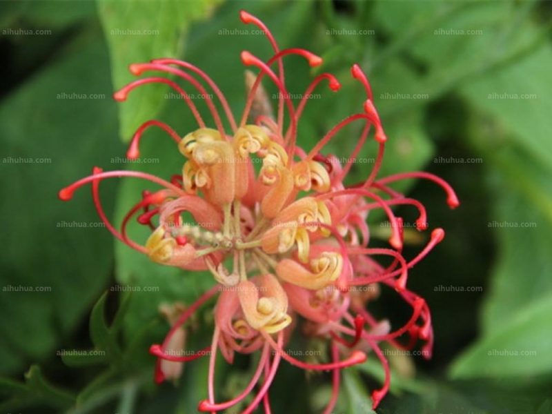 紅花銀樺圖片