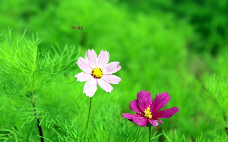 清新波斯菊花图片