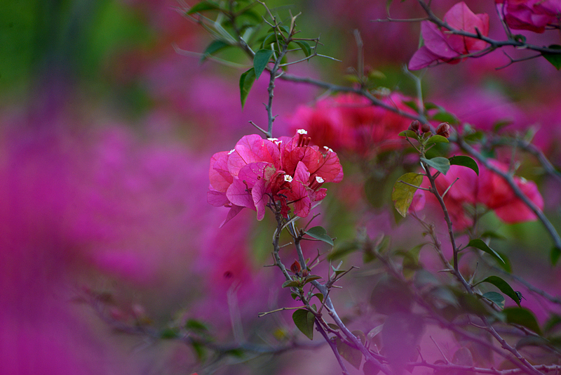 三角梅開花高清圖