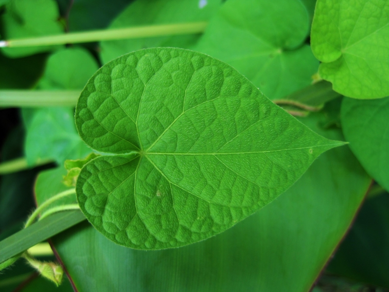 心脏形牵牛花叶子图片