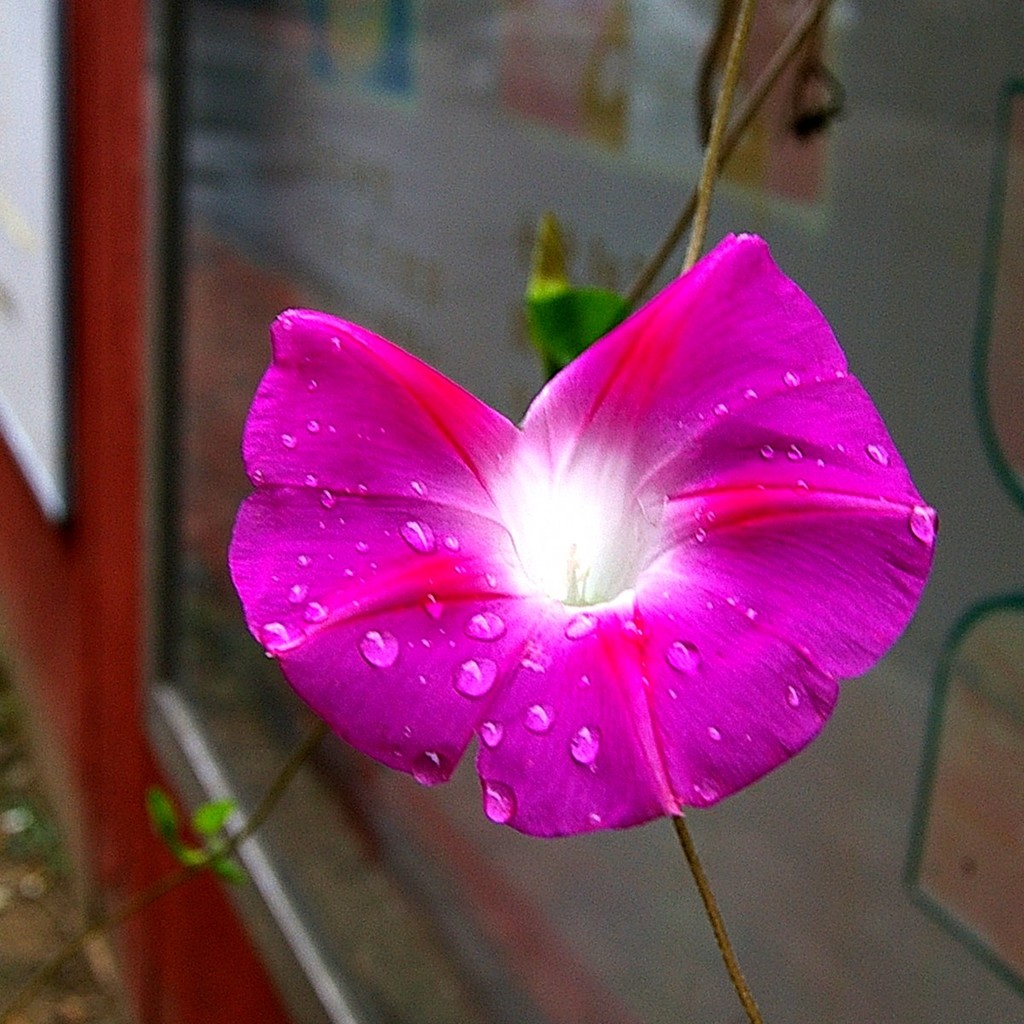 雨后的喇叭花