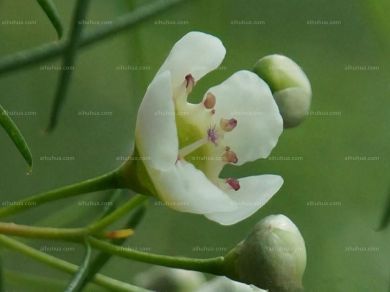 杰拉尔顿腊花图片