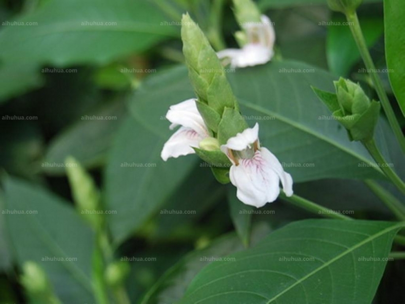 鴨嘴花圖片