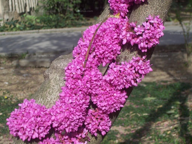 豆科紫荊花圖片