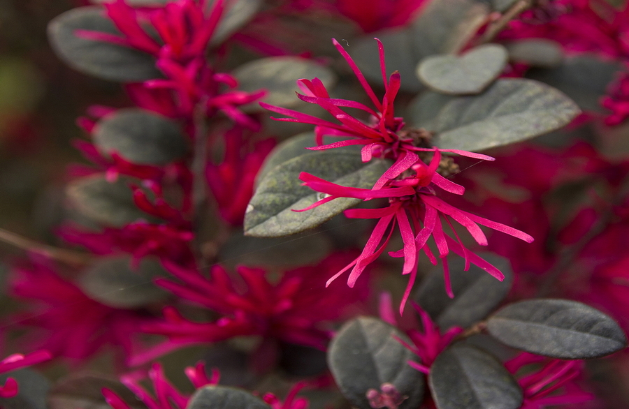 紅花檵木賞析圖