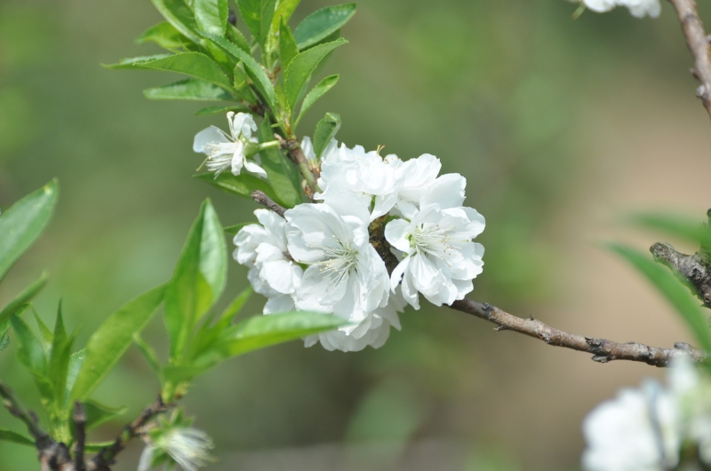 白色桃花图片