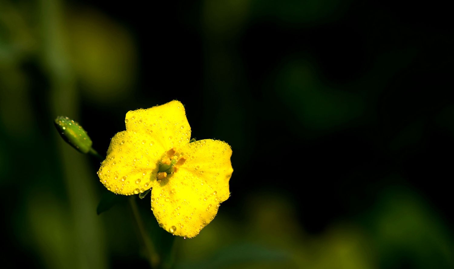 油菜花正黄