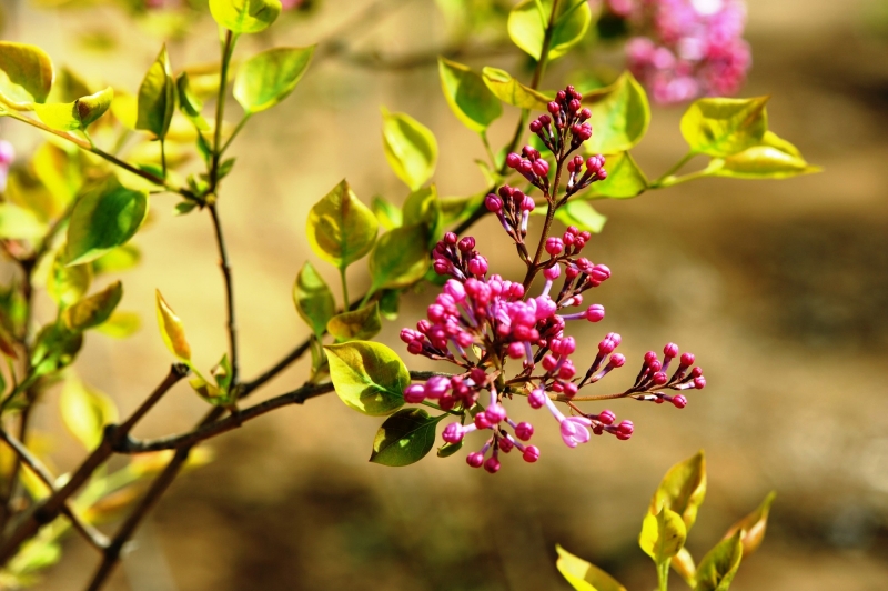 粉色丁香花圖片