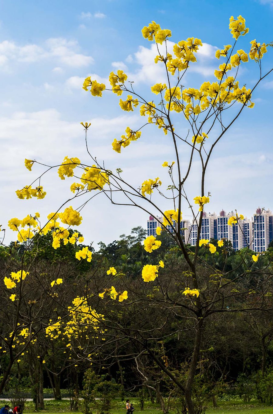 黄花风铃木花图片