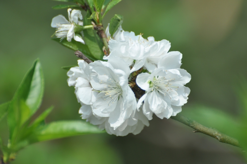 白色桃花圖片