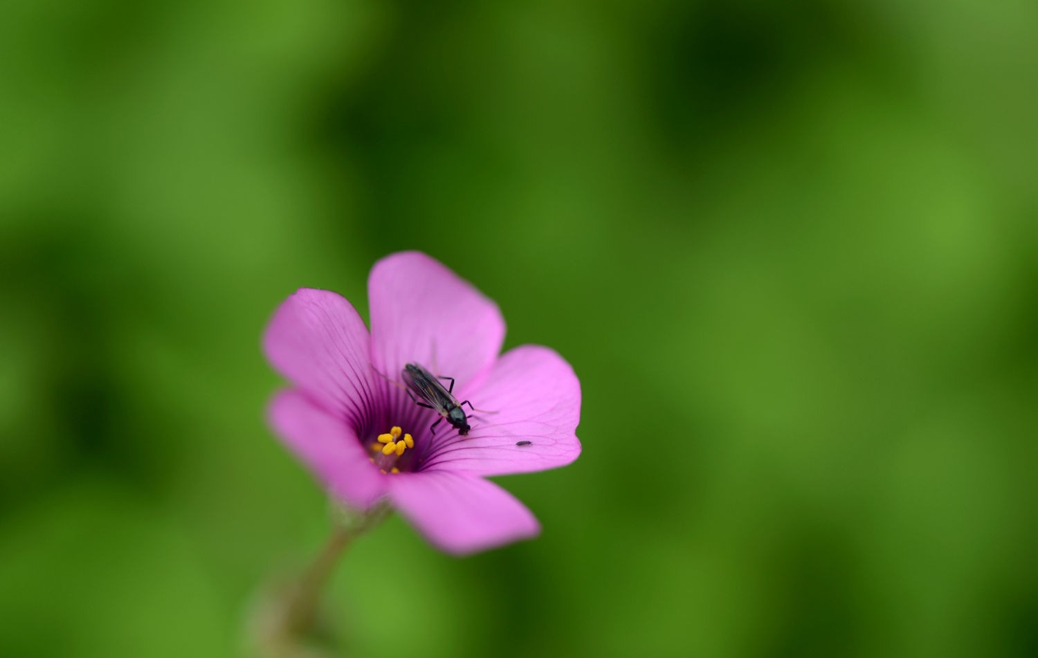 红花酢酱草