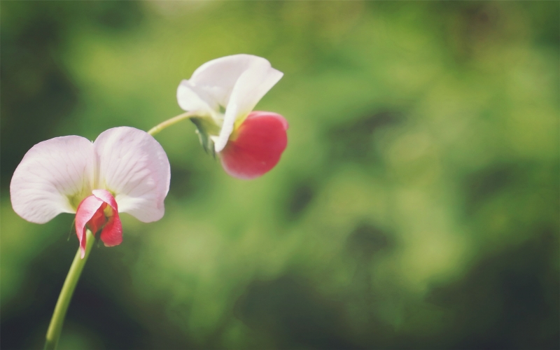 豌豆角花朵圖片