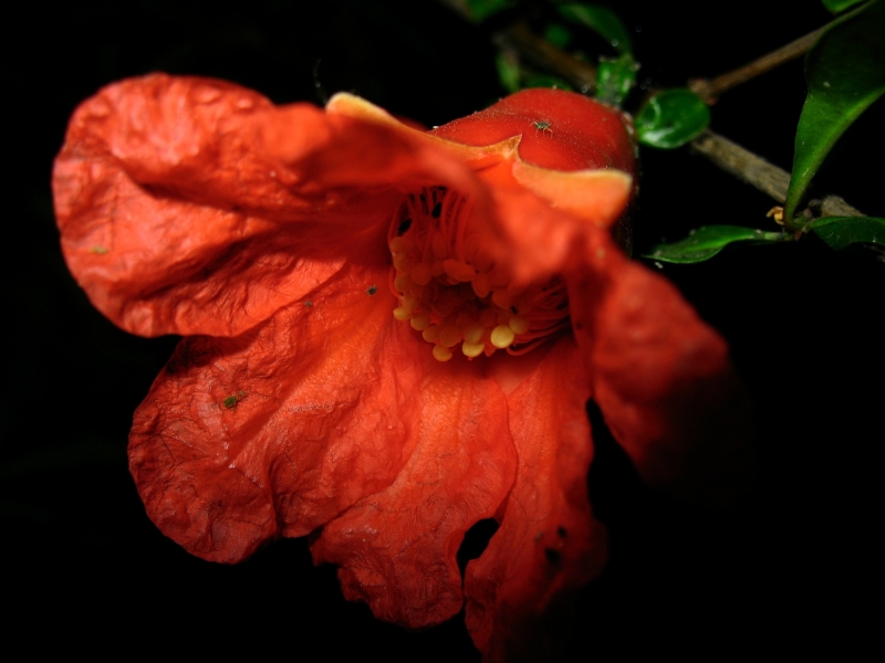 近距石榴花圖片