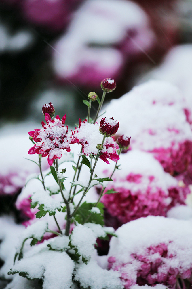 雪中依然坚守的菊花