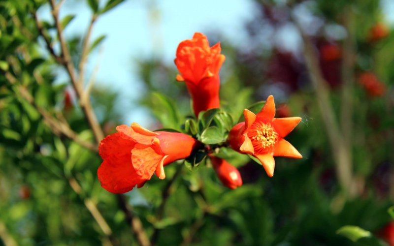 石榴花圖片