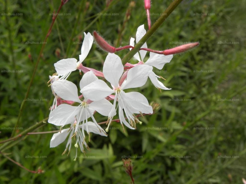 山桃草圖片