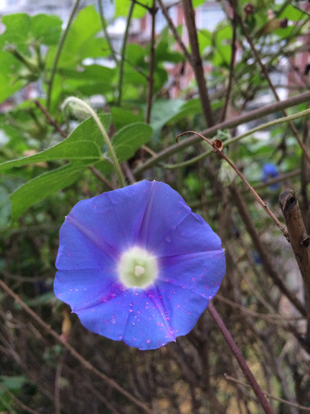 带着雨露的蓝色喇叭花