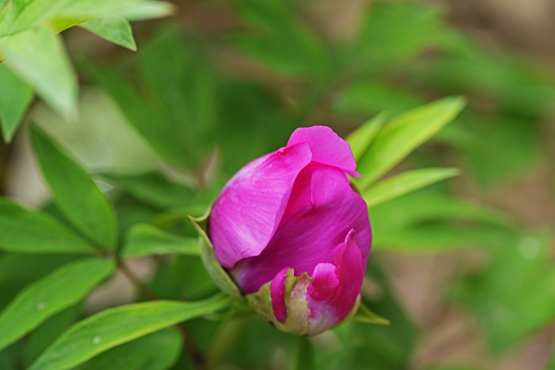 高清牡丹花圖片