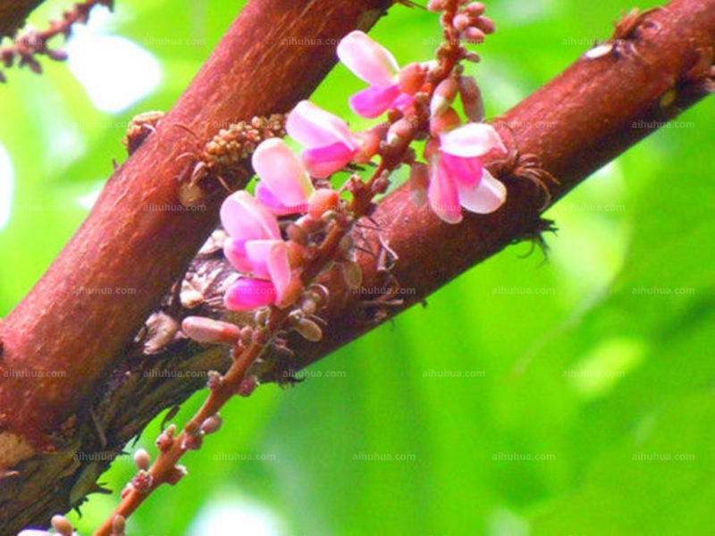 干花豆圖片