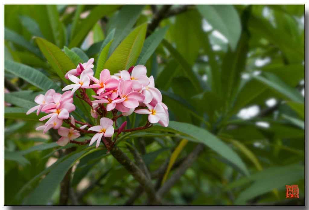 孕育希望的雞蛋花