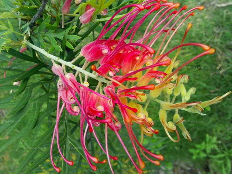 紅花銀樺圖片