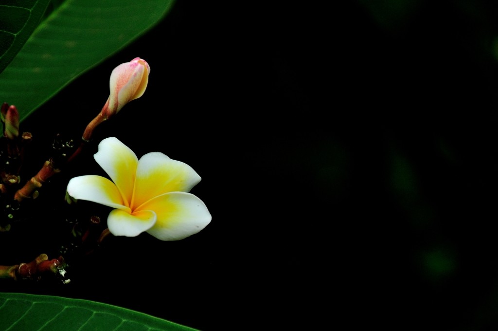 幾片雞蛋花