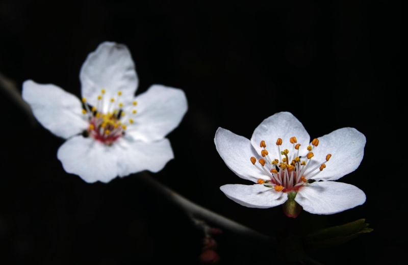 白色的梅花图片