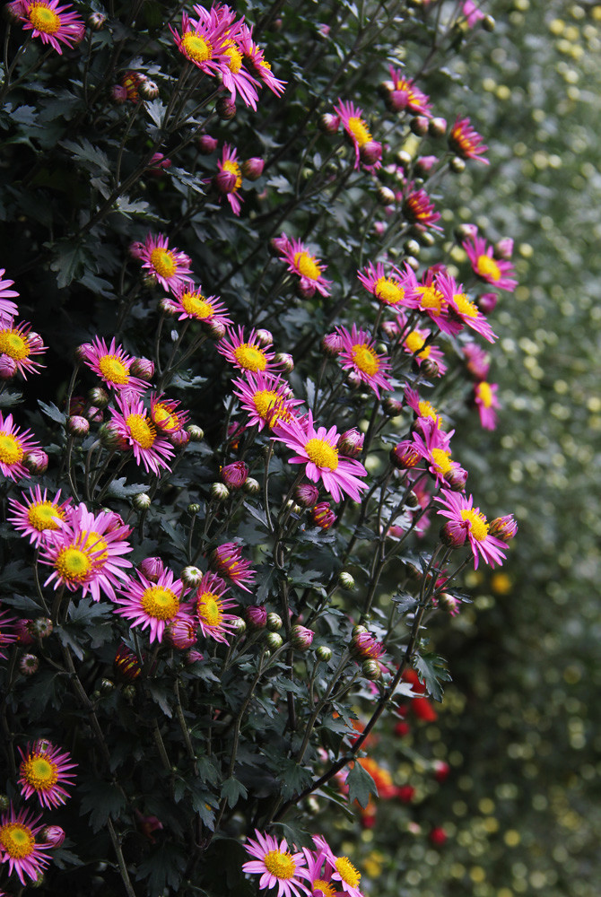 千头菊花图片