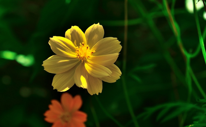 橙色格桑花图片