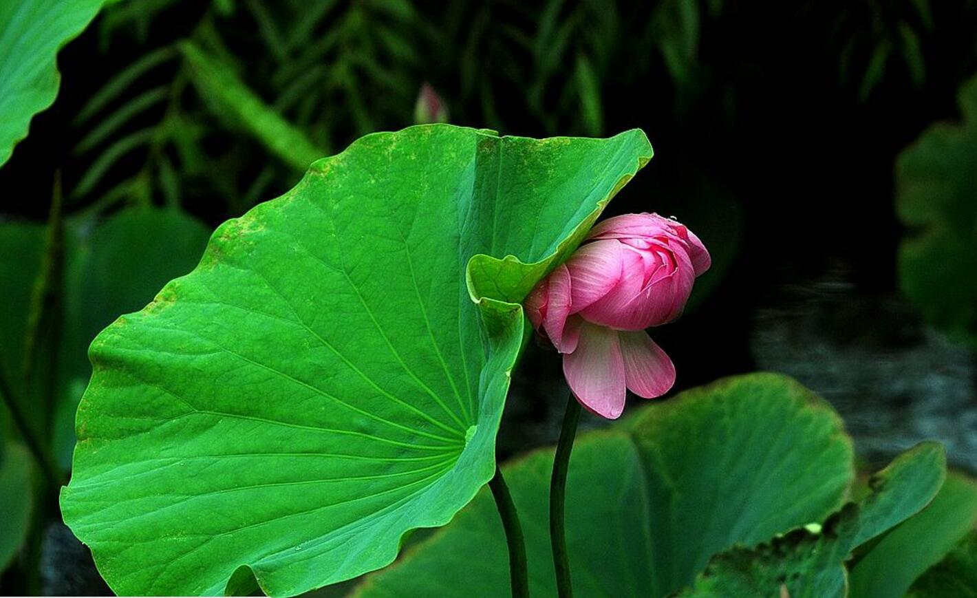 哈尔滨雨阳公园荷花