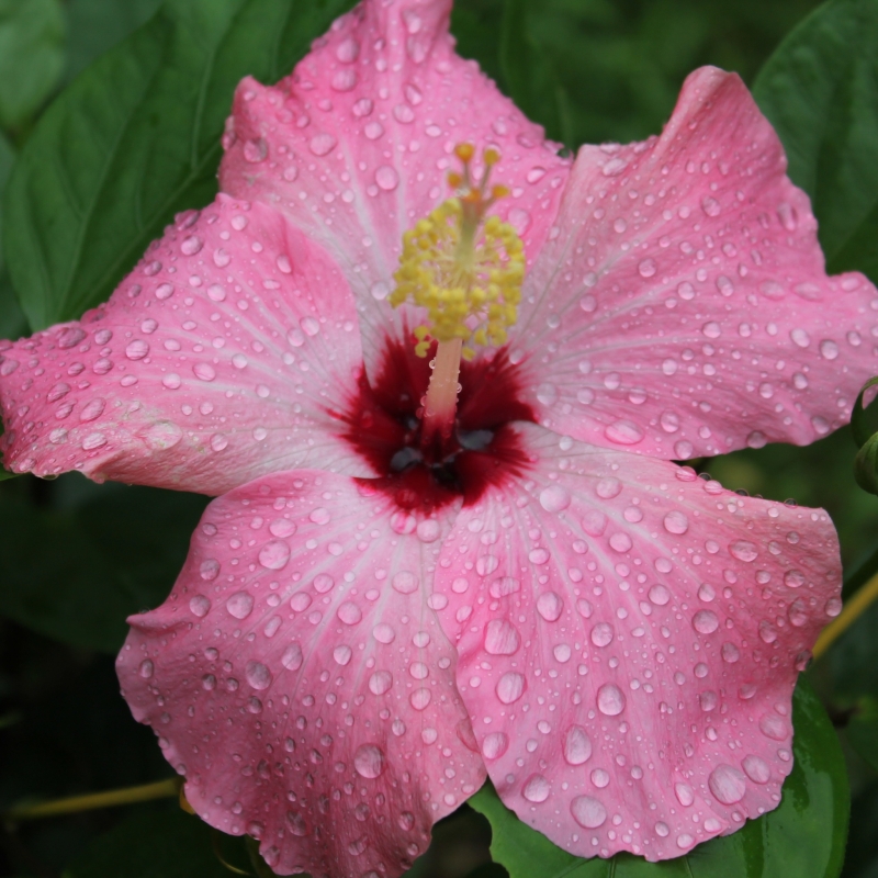 雨后的朱瑾花图片