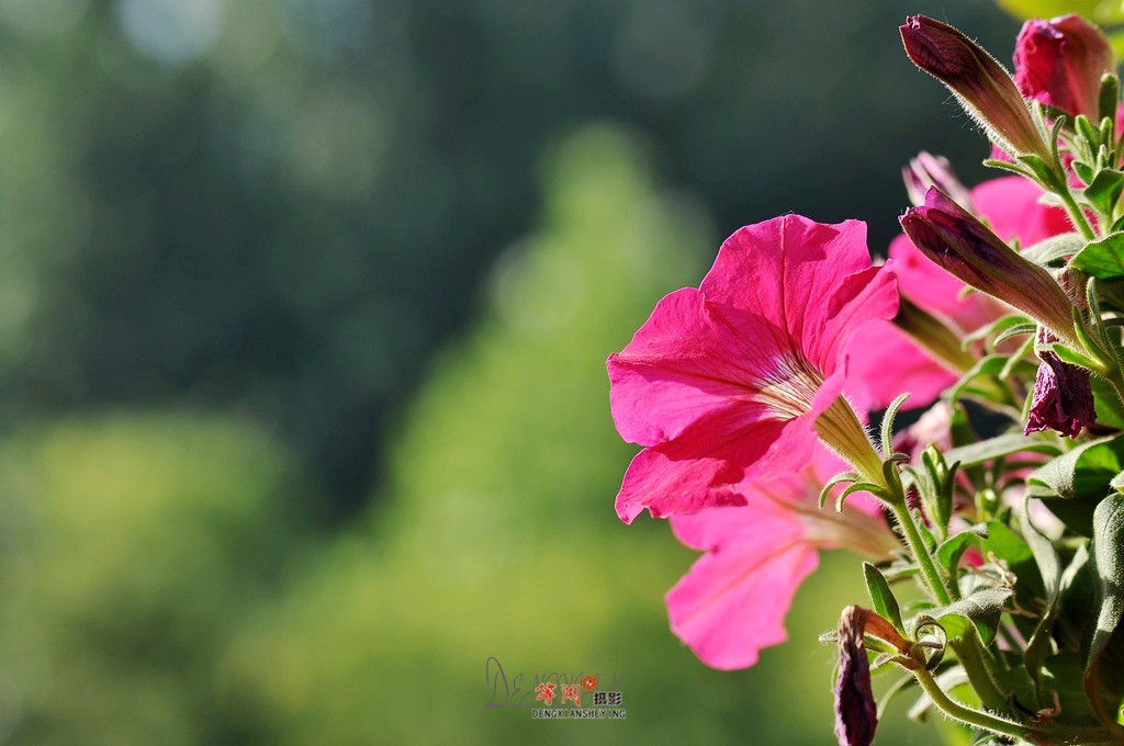 花壇里的喇叭花