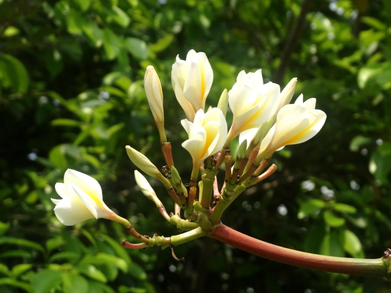 雞蛋花圖片