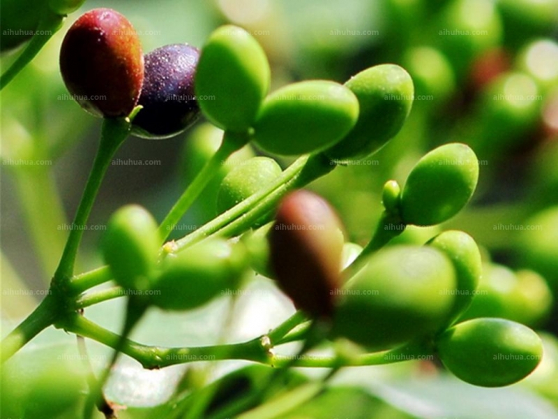 萝芙木图片